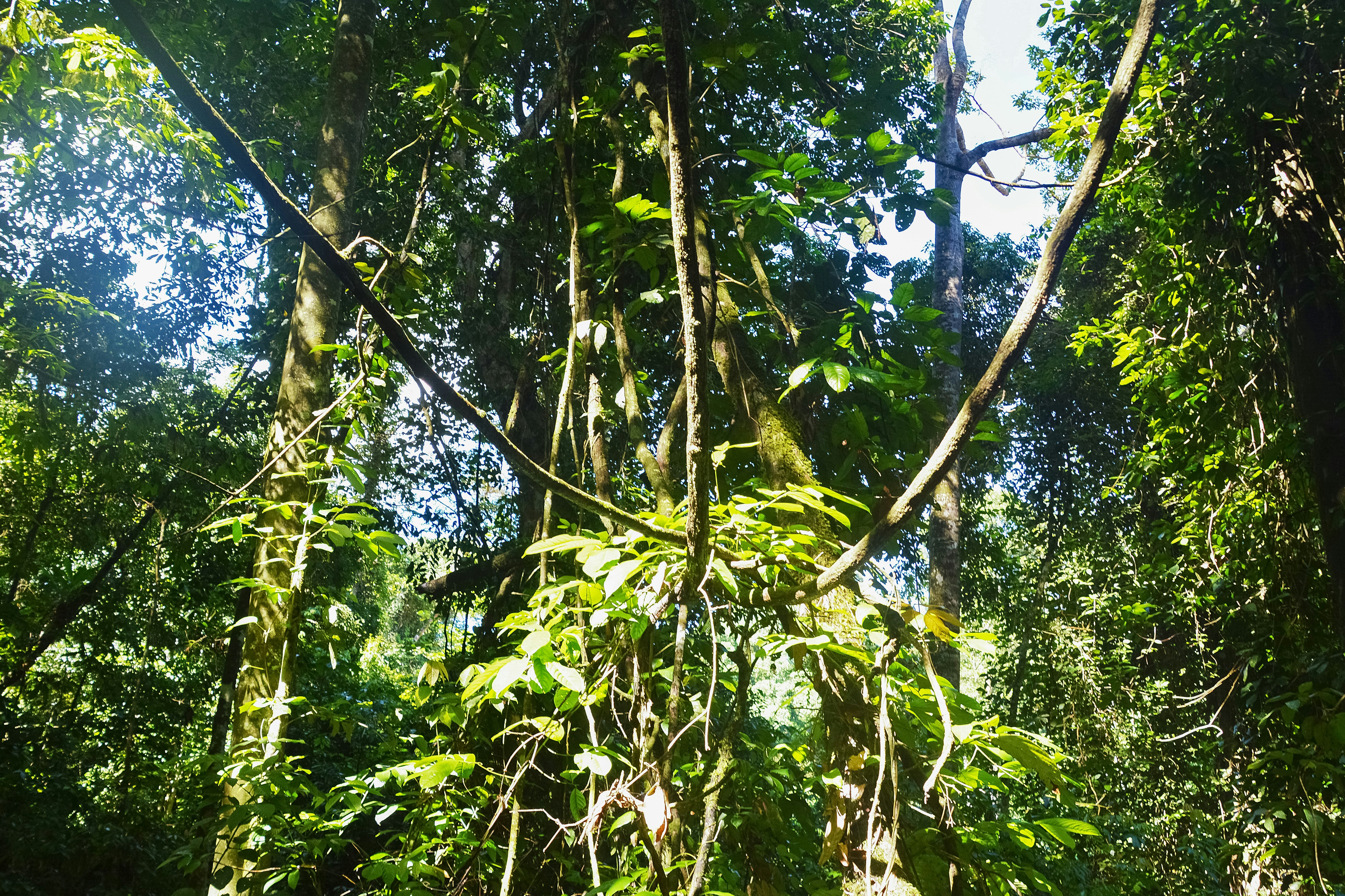 green leaf tree during daytime